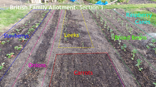 This is the first section of our new allotment