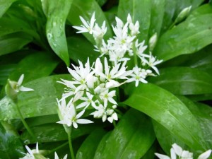 wild-garlic-flowers12